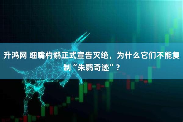 升鸿网 细嘴杓鹬正式宣告灭绝，为什么它们不能复制“朱鹮奇迹”？